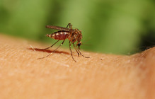 Anti–Malarial